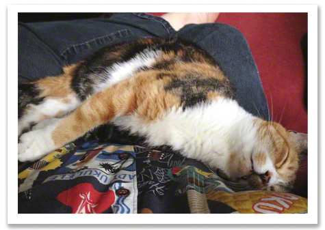 Mabel Sleeping on my Lap.jpg